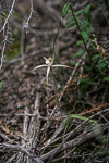 Caladenia melanema