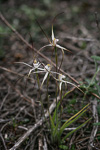 Caladenia melanema