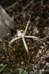 Caladenia melanema