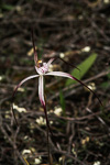 Caladenia melanema