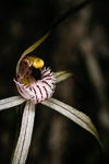 Caladenia melanema