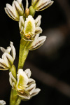 Prasophyllum ovale