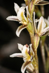 Prasophyllum ovale
