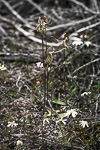 Drakonorchis mesocera