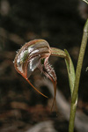 Pterostylis spathulata