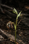 Pterostylis spathulata
