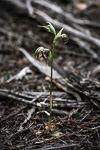 Pterostylis spathulata