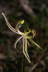Drakonorchis mesocera