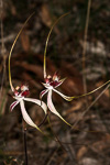 Caladenia x cala