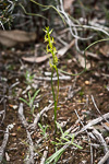 Prasophyllum gracile