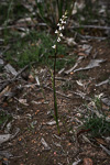 Prasophyllum hians