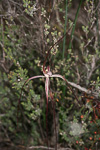 Caladenia aff. pulchra nyabing
