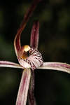 Caladenia aff. pulchra nyabing