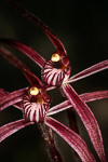 Caladenia aff. pulchra nyabing