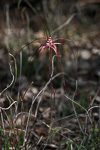 Caladenia aff. pulchra nyabing
