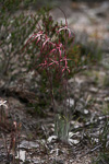 Caladenia aff. pulchra nyabing