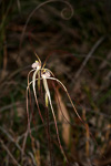 Caladenia aff. pulchra nyabing