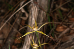 Caladenia luteola