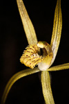 Caladenia luteola