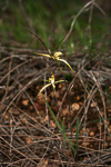 Caladenia luteola