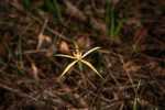 Caladenia luteola