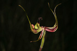 Caladenia integra