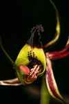 Caladenia integra