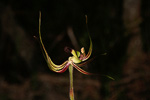 Caladenia integra
