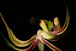 Caladenia integra