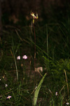 Caladenia integra