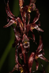 Prasophyllum gracile
