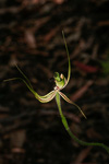 Caladenia attingens subsp. attingens
