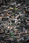 Caladenia attingens subsp. attingens