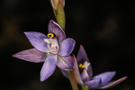 Thelymitra macrophylla