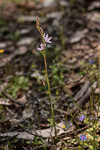 Thelymitra macrophylla