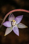 Thelymitra macrophylla