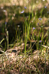 Thelymitra mucida
