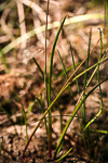 Thelymitra mucida