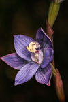 Thelymitra mucida