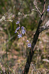Thelymitra mucida