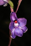 Thelymitra macrophylla