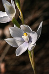 Thelymitra macrophylla