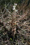 Thelymitra macrophylla
