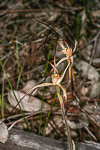 Caladenia caesarea subsp. caesarea