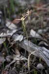 Caladenia caesarea subsp. caesarea