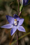 Thelymitra macrophylla