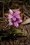 Elythranthera emarginata
