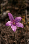 Elythranthera emarginata