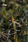 Caladenia uliginosa subsp. uliginosa