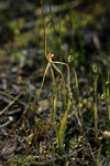 Caladenia uliginosa subsp. uliginosa